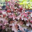 Dlužicha 'Palace green-red' - Heuchera hybrida 'Palace green-red'