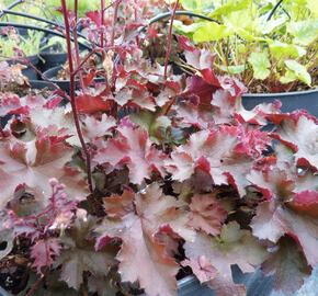 Dlužicha 'Palace green-red'