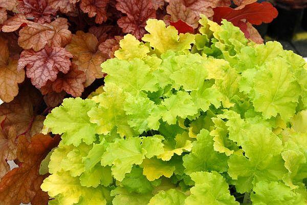 Dlužicha 'Lime Rickey' - Heuchera hybrida 'Lime Rickey'