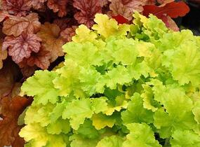 Dlužicha 'Lime Rickey' - Heuchera hybrida 'Lime Rickey'