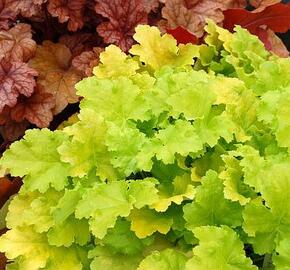 Dlužicha 'Lime Rickey'