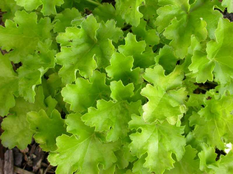 Dlužicha 'Lime Rickey' - Heuchera hybrida 'Lime Rickey'