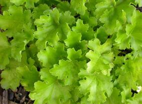 Dlužicha 'Lime Rickey' - Heuchera hybrida 'Lime Rickey'