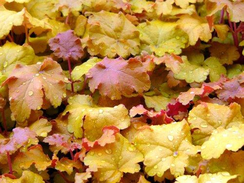 Dlužicha 'Amber Sea' - Heuchera americana 'Amber Sea'