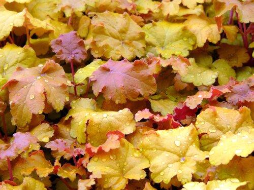 Dlužicha 'Amber Sea' - Heuchera hybrid 'Amber Sea'