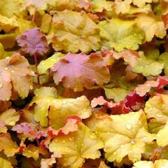 Dlužicha 'Amber Sea' - Heuchera americana 'Amber Sea'