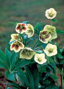 Čemeřice východní 'Yellow Lady' - Helleborus orientalis 'Yellow Lady'