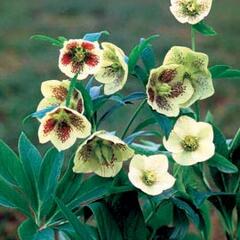 Čemeřice východní 'Yellow Lady' - Helleborus orientalis 'Yellow Lady'