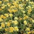 Smil 'Schwefellicht' - Helichrysum thianshanicum 'Schwefellicht'