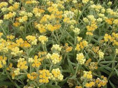 Smil 'Schwefellicht' - Helichrysum thianshanicum 'Schwefellicht'