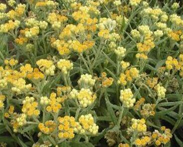 Smil 'Schwefellicht'