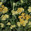 Smil 'Schwefellicht' - Helichrysum thianshanicum 'Schwefellicht'