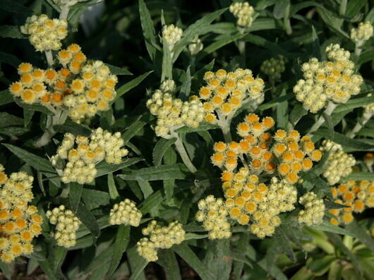 Smil 'Schwefellicht' - Helichrysum thianshanicum 'Schwefellicht'