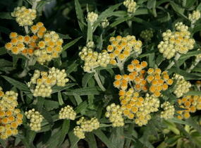Smil 'Schwefellicht' - Helichrysum thianshanicum 'Schwefellicht'