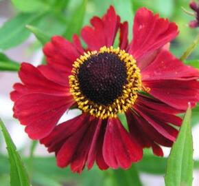 Záplevák 'Rubinzwerg'