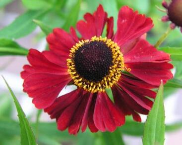 Záplevák 'Rubinzwerg'