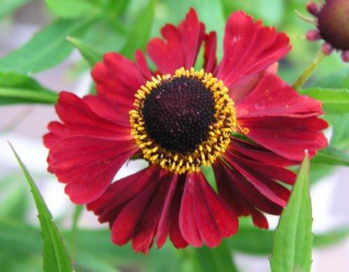 Záplevák 'Rubinzwerg' - Helenium 'Rubinzwerg'