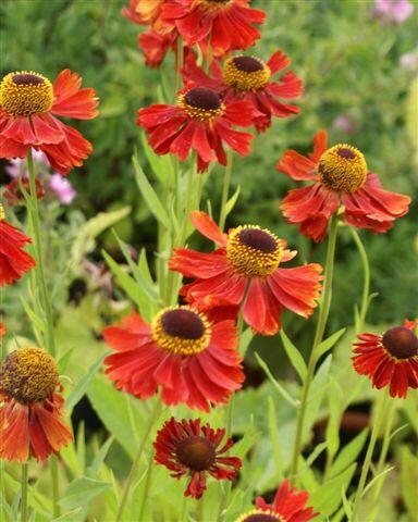 Záplevák 'Moerheim Beauty' - Helenium 'Moerheim Beauty'