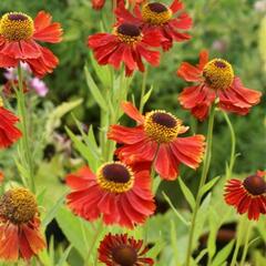 Záplevák 'Moerheim Beauty' - Helenium 'Moerheim Beauty'