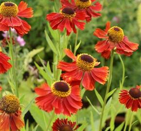 Záplevák 'Moerheim Beauty' - Helenium 'Moerheim Beauty'