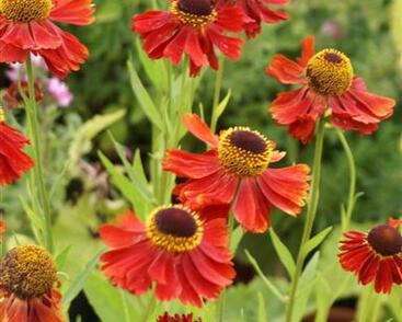 Záplevák 'Moerheim Beauty'