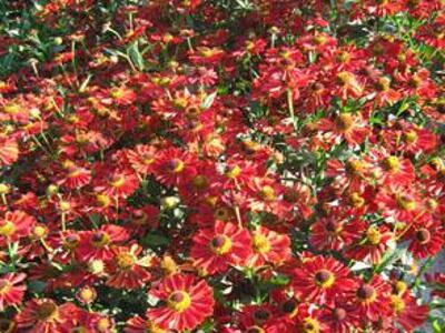 Záplevák 'Lambada' - Helenium 'Lambada'