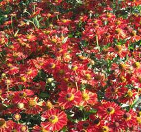 Záplevák 'Lambada'