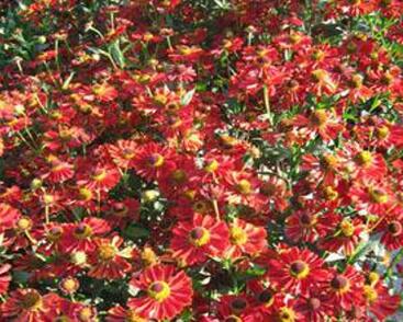 Záplevák 'Lambada'