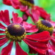 Záplevák 'Lambada' - Helenium 'Lambada'