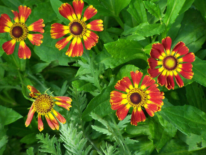 Záplevák 'Königstiger' - Helenium 'Königstiger'