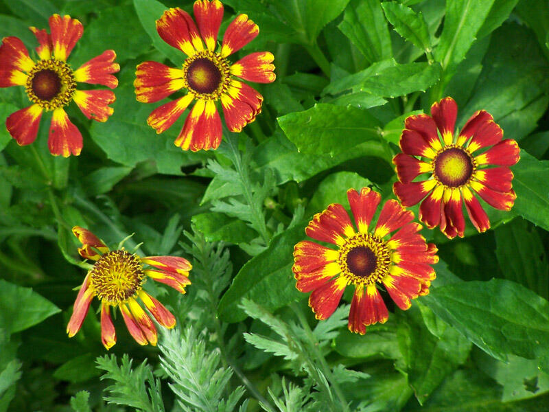 Záplevák 'Königstiger' - Helenium 'Königstiger'