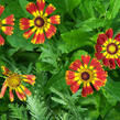 Záplevák 'Königstiger' - Helenium 'Königstiger'