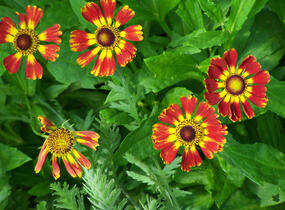 Záplevák 'Königstiger' - Helenium 'Königstiger'