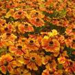 Záplevák 'Königstiger' - Helenium 'Königstiger'