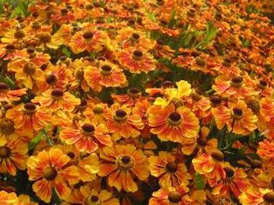 Záplevák 'Königstiger' - Helenium 'Königstiger'