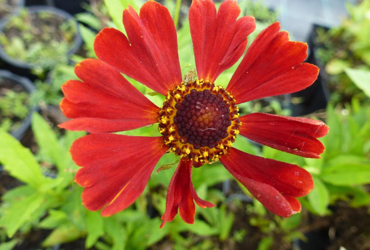 Záplevák 'Dunkle Pracht' - Helenium 'Dunkle Pracht'