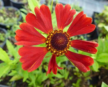 Záplevák 'Dunkle Pracht'