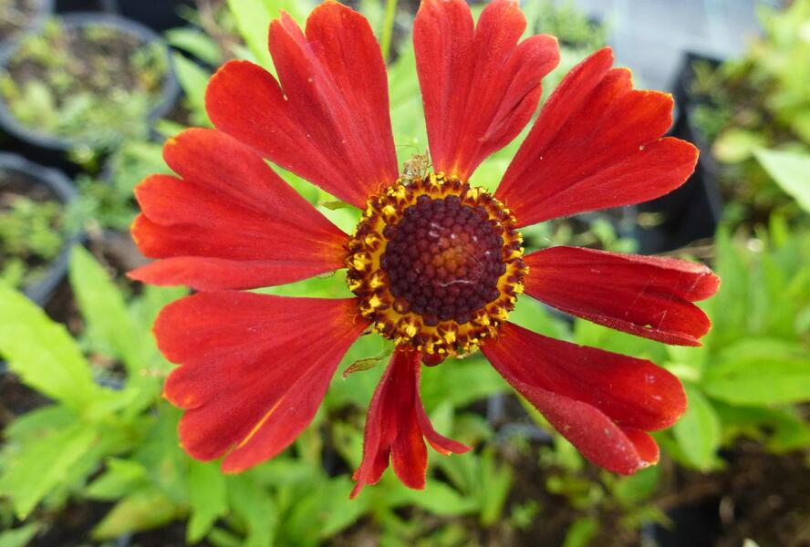 Záplevák 'Dunkle Pracht' - Helenium 'Dunkle Pracht'