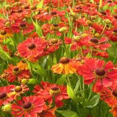 Záplevák 'Baudirektor Linne' - Helenium 'Baudirektor Linne'