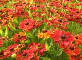 Záplevák 'Baudirektor Linne' - Helenium 'Baudirektor Linne'