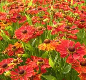 Záplevák 'Baudirektor Linne'