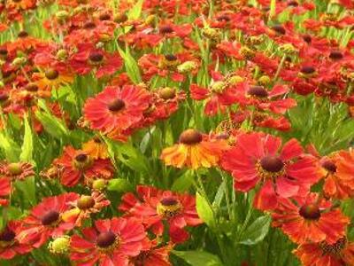 Záplevák 'Baudirektor Linne' - Helenium 'Baudirektor Linne'