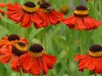 Záplevák 'Baudirektor Linne' - Helenium 'Baudirektor Linne'