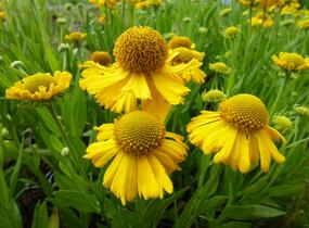 Záplevák podzimní 'Pumilum Magnificum' - Helenium autumnale 'Pumilum Magnificum'