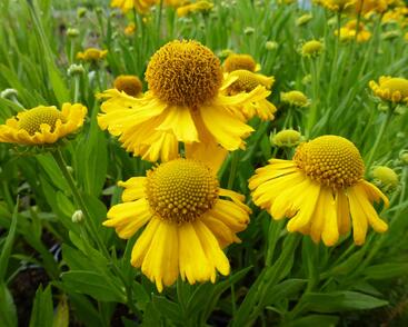 Záplevák podzimní 'Pumilum Magnificum'