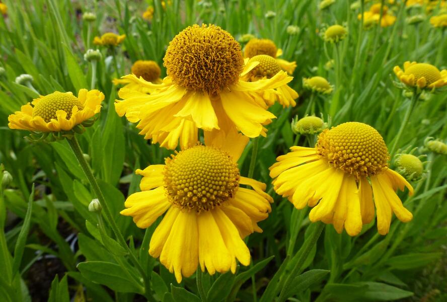 Záplevák podzimní 'Pumilum Magnificum' - Helenium autumnale 'Pumilum Magnificum'