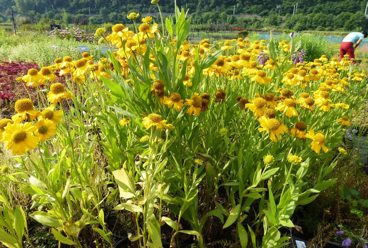 Záplevák podzimní 'Pumilum Magnificum' - Helenium autumnale 'Pumilum Magnificum'