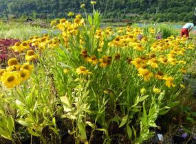 Záplevák podzimní 'Pumilum Magnificum' - Helenium autumnale 'Pumilum Magnificum'