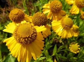 Záplevák podzimní 'Pumilum Magnificum' - Helenium autumnale 'Pumilum Magnificum'