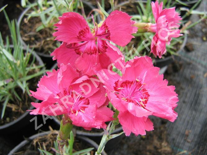 Hvozdík sivý - Dianthus gratianopolitanus